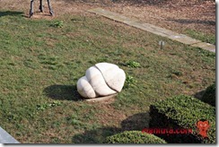 Penis