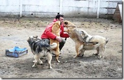 Vier Pfoten Comanesti 2
