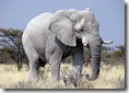 elefant