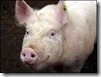 porc