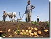 agricultura