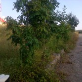 Tomberon