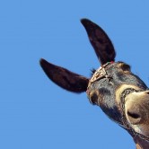 Image-Of-A-Donkey