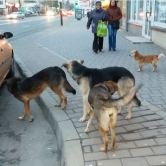 Nu mai fabrică nimeni mănuși?