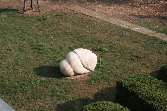 Penis