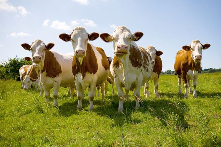 cows